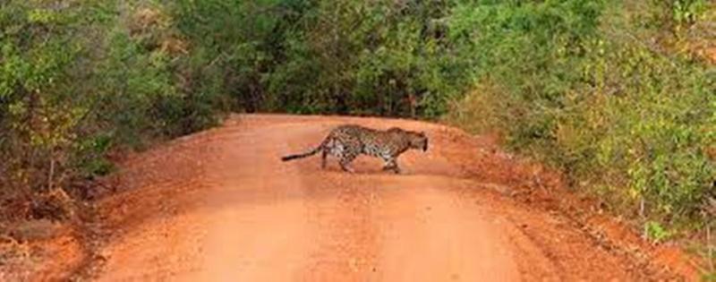 Leopard Trails Yala Hotel ภายนอก รูปภาพ